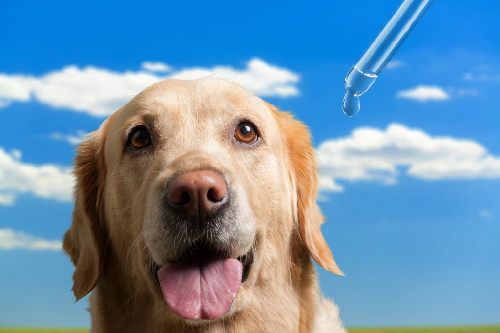 where to buy cbd oil for pets